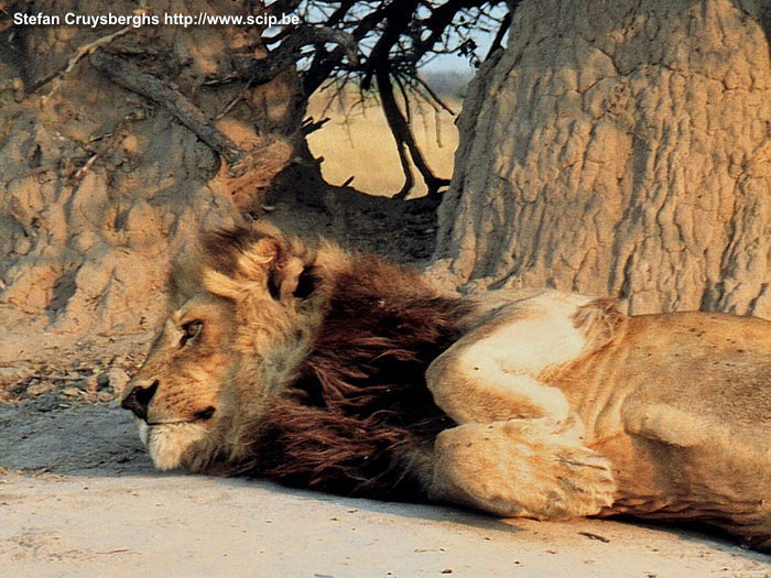 Moremi - Lion A lazy lion. Stefan Cruysberghs